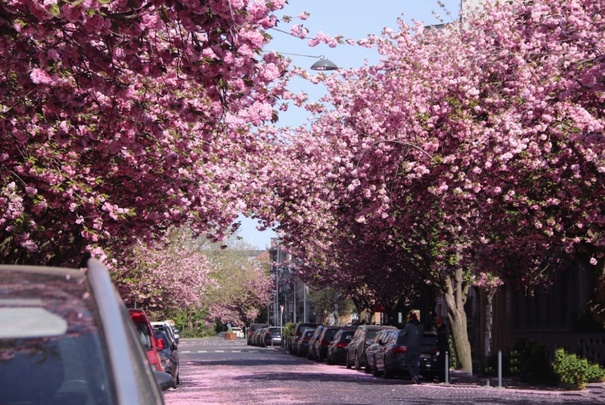 Avenue Emile Max, 1030, Schaerbeek - Photo 1