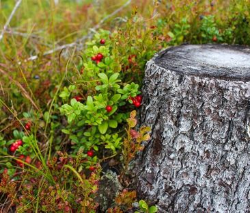 Ingatorpsvägen 1, Rumskulla - Foto 1