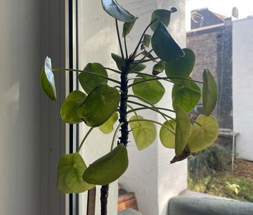 Paar sucht 3-Zimmer-Wohnung in Köln - Photo 1