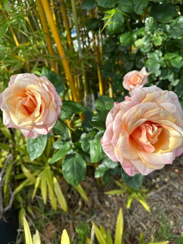 Camberwell - Photo 2