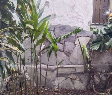 La Orotava - Photo 2