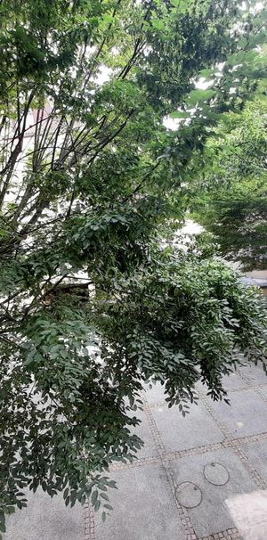 Location Appartement 1 pièce 35m² LIMOGES 87000 - Photo 1