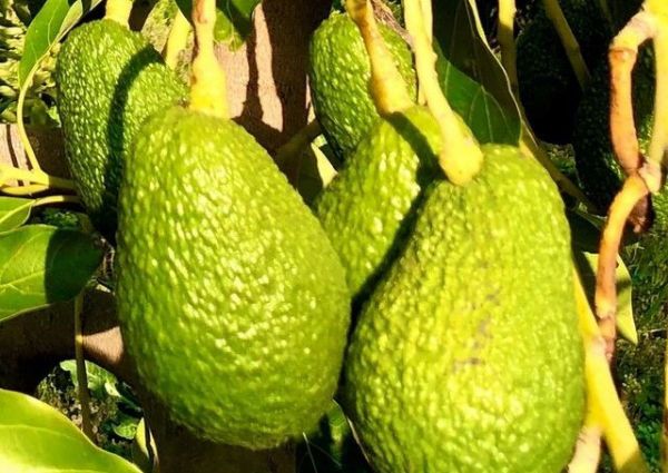 Farmhouse - Estepona (Costa Del Sol Occidental-Área)