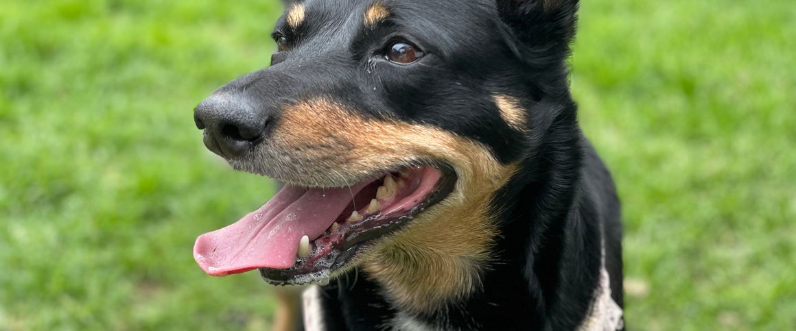 West Footscray - Photo 1