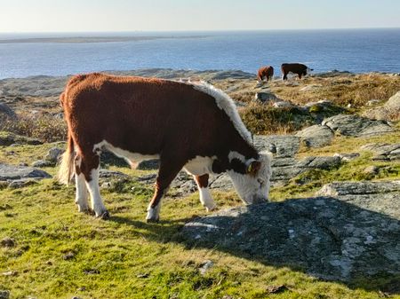 Storsaliden, Onsala - Foto 3