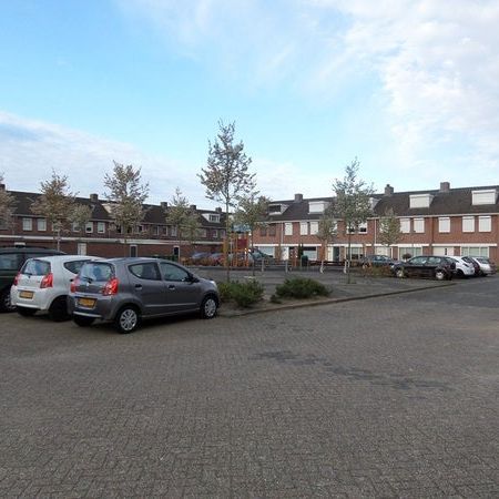 Kogelsmortel - Foto 1