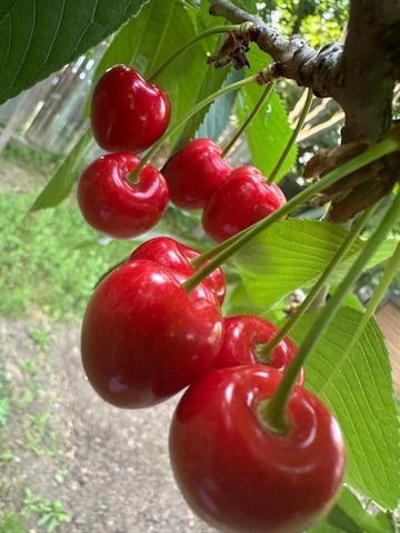 For Lease - 2451 Loanne Drive Unit# UPPER, Mississauga, Ontario - Photo 5