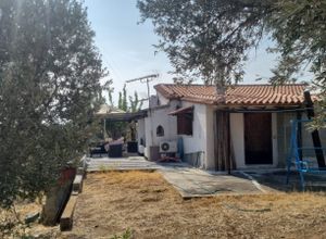 Μονοκατοικία για ενοικίαση - Αμάρυνθος, - Photo 3