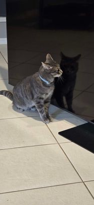 Upper Caboolture - Photo 1