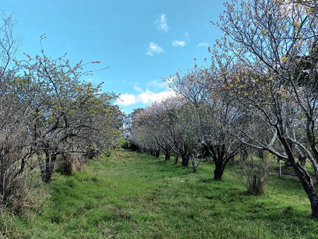 Gilead, NSW - Photo 4