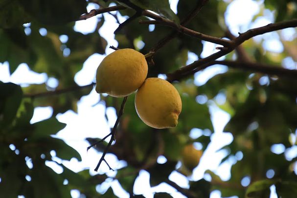 Via dei Glicini, Rome, Lazio 00172 - Photo 1
