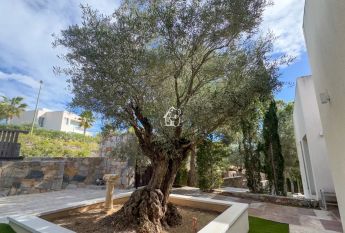 San Miguel De Salinas