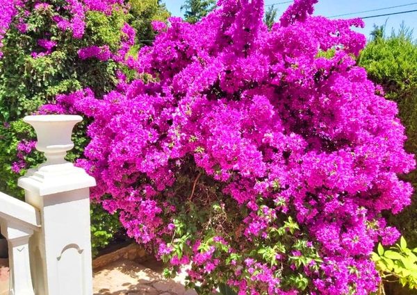 LONG TERM RENTAL. Spacious villa with 6 bedrooms for rent.