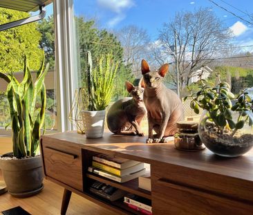 4 ½ à Louer, Animaux Acceptés! - Photo 2