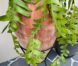 Βίλα για ενοικίαση - Αρτέμιδα (Λούτσα), - Photo 6