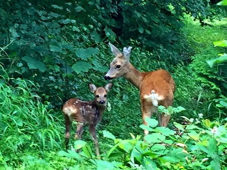 APPARTEMENT 41/2 PIÈCES À ZURICH - DISTRICT 11 ALLENMOOS, MEUBLÉ, TEMPORAIRE - Photo 3