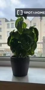 Studio for rent in North City, Dublin - Photo 4