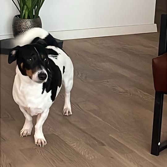 19qm Zimmer in 89qm Wohnung (Berufstätigen-WG) - Photo 1