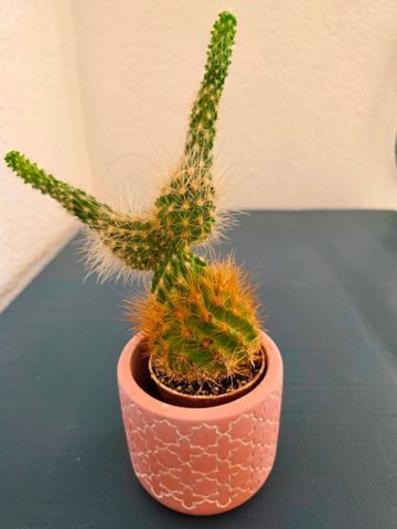 BEAUTIFUL VILLA FOR RENT with 4 bedrooms and community pool / UNTIL JULY 2026 - Photo 5