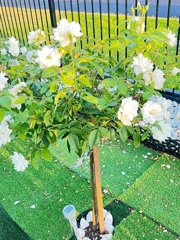 Warwick Farm - Photo 3