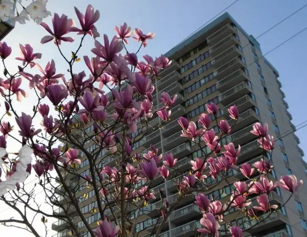 Orchard House | 647 Michigan Street, Victoria - Photo 1