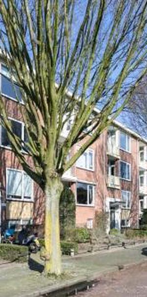 Beverlaan 1216 GD Hilversum - Photo 1