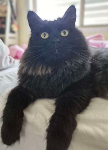 Kippa-ring - Photo 3