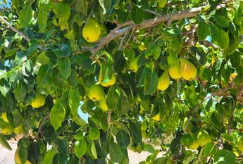 WIDE ESTATE FOR RENT IN TEULADA FOR LONG TERM