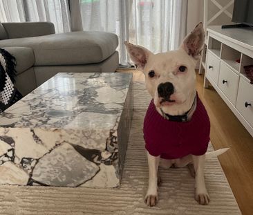 Mosman Park - Photo 2