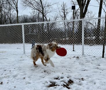 4 ½ à Louer, Animaux Acceptés! - Photo 2