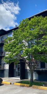 5 1/2 Limoilou Des Peupliers E. -Chauffé et eau ch.- mai ou juin - Photo 3