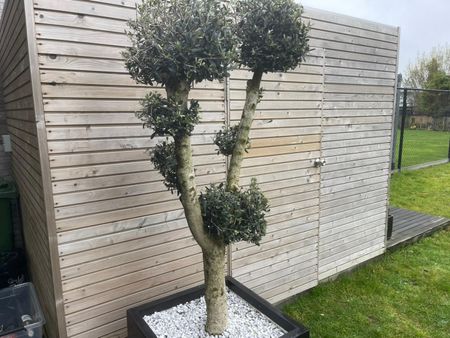 Korianderstraat 10, 9940 Evergem - Photo 4