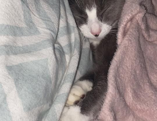 DRINGEND 3 Zimmer Wohnung gesucht Münster - Foto 1