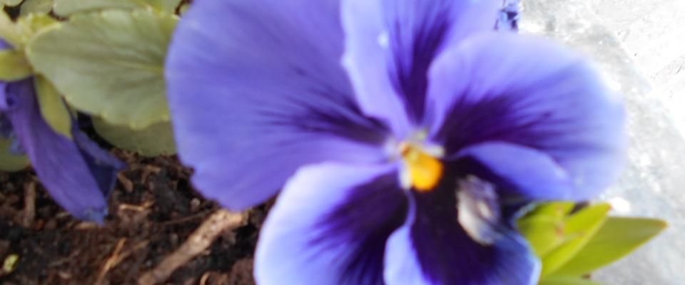 Gemütliches Apartment in ruhiger Lage zu sofort zu vermieten - Photo 1