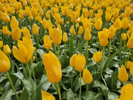 Fully Renovated Spacious Quality Family Home in Quakers Hill - Photo 3