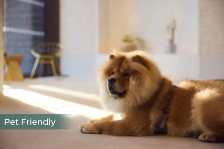 The Blossoms - Photo 4