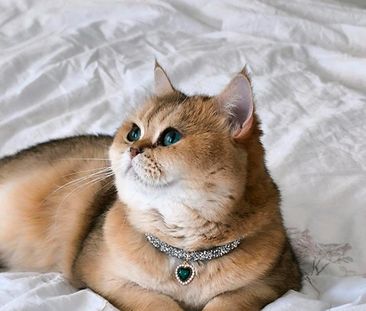 wg Zimmer mit Übernahme option - Foto 2