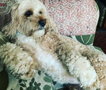 Albert Park - Photo 2