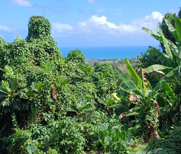 Location Maison 3 pièces 80m² STE ROSE 97115 - Photo 4