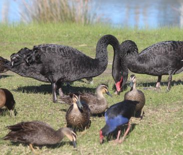 South Morang - Photo 4