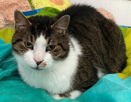 Helle 40m2 Altbauwohnung Zwischenmiete 15.01 - 15.03.2026 - Photo 5