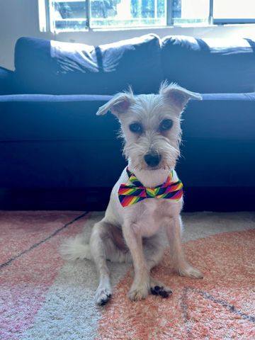 Leichhardt - Photo 4