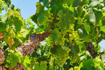 WIDE ESTATE FOR RENT IN TEULADA FOR LONG TERM