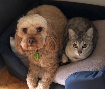 Bentleigh East - Photo 3