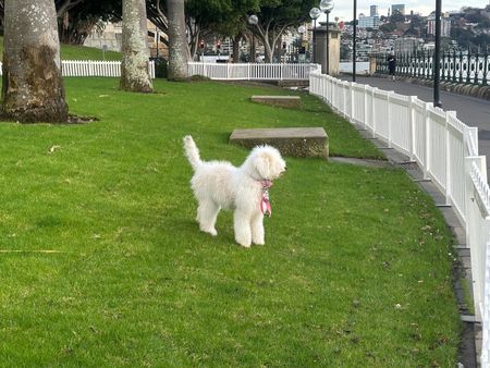 West Pymble - Photo 5