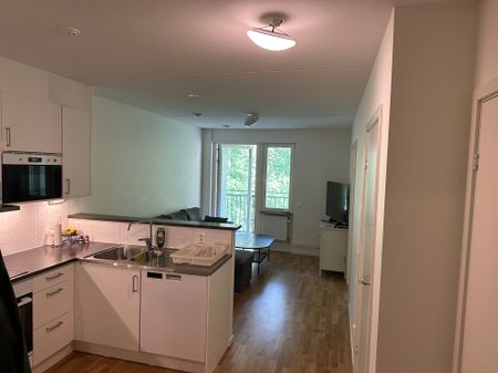 Gaffelseglet, Vega - Photo 3