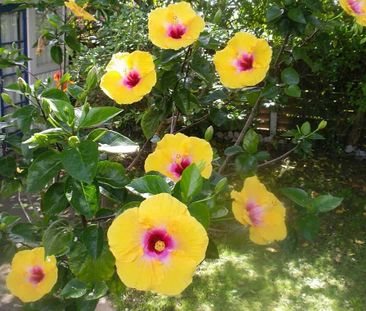 Furnished or unfurnished self contained studio - Photo 1