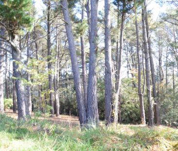 Charming Cottage Living in the Heart of Wentworth Falls! - Photo 3
