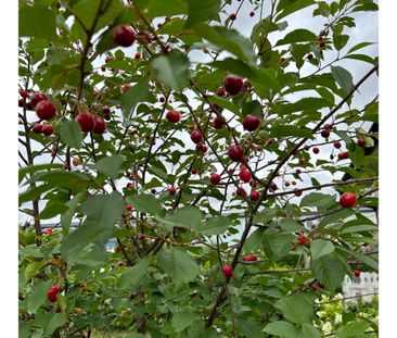 Maskrosgatan, Göteborg - Photo 6