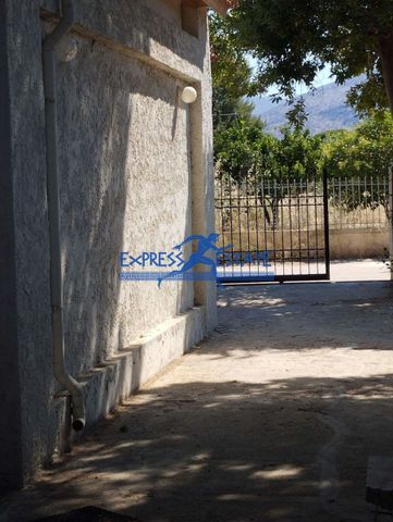 Μονοκατοικία για ενοικίαση Άγιος Παντελεήμονας (Μαραθώνας) - Photo 5